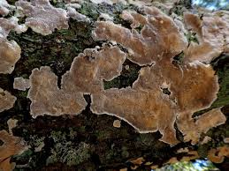 Attēlu rezultāti vaicājumam “Cinereomyces lindbladii”