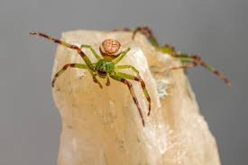 Attēlu rezultāti vaicājumam “Diaea dorsata”