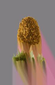 Attēlu rezultāti vaicājumam “Oligonema flavidum sessile”