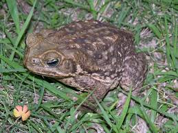 Attēlu rezultāti vaicājumam “Bufo bufo”