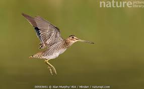 Image result for Gallinago delicata