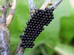 Attēlu rezultāti vaicājumam “Cytilus sericeus”