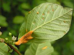 Attēlu rezultāti vaicājumam “Puccinia coronata”