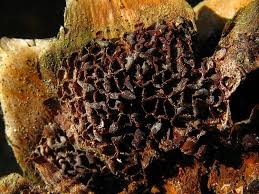 Attēlu rezultāti vaicājumam “Pucciniastrum areolatum”