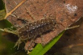 Attēlu rezultāti vaicājumam “Asellus aquaticus”