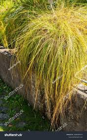 Attēlu rezultāti vaicājumam “Carex appropinquata”