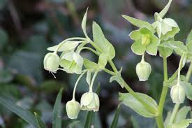 Image result for Helleborus foetidus