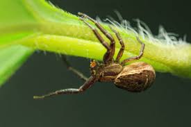 Attēlu rezultāti vaicājumam “Xysticus bifasciatus female”