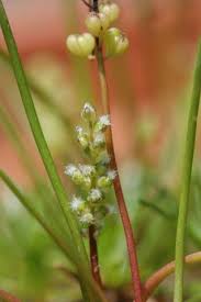 Attēlu rezultāti vaicājumam “Juncaginaceae”