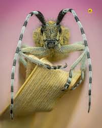 Attēlu rezultāti vaicājumam “Agapanthia villosoviridescens”