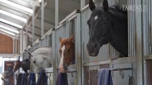 Image result for Jp-Sheffield Eventing