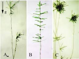 Attēlu rezultāti vaicājumam “Bryum caespiticium”