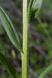 Attēlu rezultāti vaicājumam “Erigeron annuus leaf”