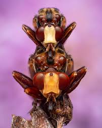 Attēlu rezultāti vaicājumam “Sicus ferrugineus”