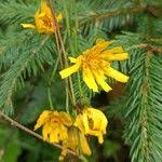 Attēlu rezultāti vaicājumam “Hieracium laevigatum”