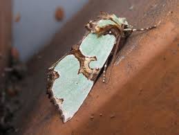 Attēlu rezultāti vaicājumam “Staurophora celsia”