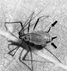 Attēlu rezultāti vaicājumam “Aphididae”