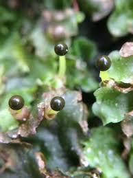 Attēlu rezultāti vaicājumam “Pellia epiphylla”