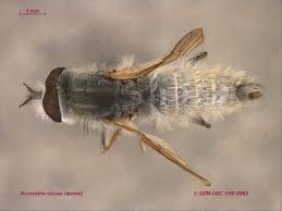 Attēlu rezultāti vaicājumam “Therevidae”