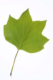 Attēlu rezultāti vaicājumam “Liriodendron tulipifera”