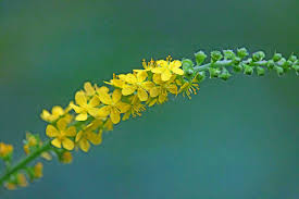 Attēlu rezultāti vaicājumam “Agrimonia pilosa bud”