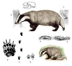 Attēlu rezultāti vaicājumam “Meles meles”