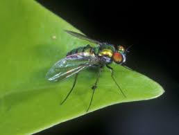 Attēlu rezultāti vaicājumam “Dolichopodidae”