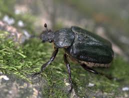 Attēlu rezultāti vaicājumam “Osmoderma barnabita imago”