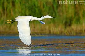 Image result for Egretta garzetta