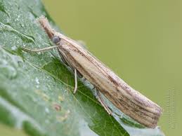 Attēlu rezultāti vaicājumam “Pediasia contaminella”