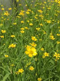 Attēlu rezultāti vaicājumam “Ranunculus flammula flower”