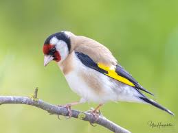 Attēlu rezultāti vaicājumam “Carduelis carduelis”