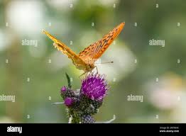 Attēlu rezultāti vaicājumam “Argynnis paphia male”