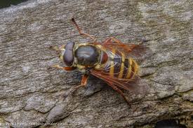 Attēlu rezultāti vaicājumam “Sericomyia silentis”