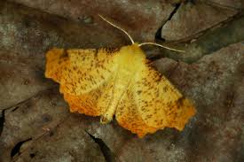 Attēlu rezultāti vaicājumam “Ennomos autumnaria”