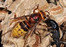 Attēlu rezultāti vaicājumam “Quedius dilatatus”