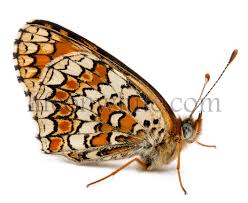Attēlu rezultāti vaicājumam “Melitaea phoebe”