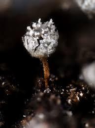 Attēlu rezultāti vaicājumam “Craterium leucocephalum”