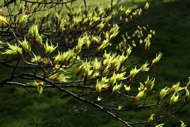 Attēlu rezultāti vaicājumam “Fagus sylvatica fo. laciniata”