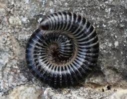 Attēlu rezultāti vaicājumam “Ommatoiulus sabulosus aimatopodus”