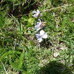 Attēlu rezultāti vaicājumam “Viola rupestris flower”