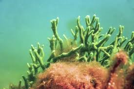 Attēlu rezultāti vaicājumam “Spongilla lacustris”