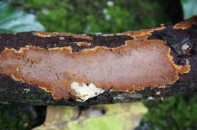 Attēlu rezultāti vaicājumam “Hymenochaete tabacina”