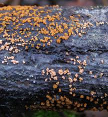 Attēlu rezultāti vaicājumam “Nectria peziza”