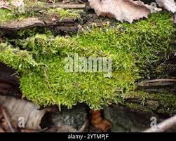 Attēlu rezultāti vaicājumam “Amblystegium serpens macro”