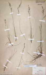 Attēlu rezultāti vaicājumam “Festuca psammophila”