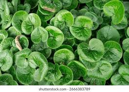 Attēlu rezultāti vaicājumam “Asarum europaeum leaf”