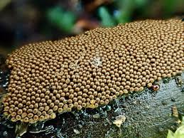 Attēlu rezultāti vaicājumam “Trichia ambigua stalked”