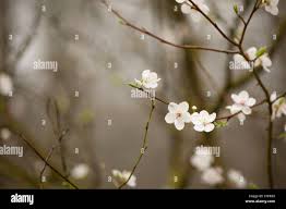 Attēlu rezultāti vaicājumam “Prunus cerasifera var. divaricata”