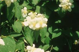Attēlu rezultāti vaicājumam “Philadelphus coronarius flower”